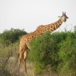 Tsavo, Kea