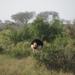 Tsavo, Kea