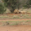 Tsavo, Kea - Lev