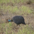 Tsavo, Kea