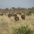 Tsavo, Kea