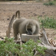 Tsavo, Kea