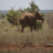 Tsavo, Kea - Sloni