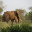 Tsavo, Kea - Sloni