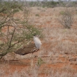 Tsavo, Kea