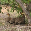 Tsavo, Kea