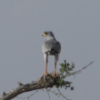 Tsavo, Kea