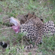 Tsavo, Kea - Gepard