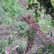 Tsavo, Kea - Gepard