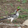 Tsavo, Kea