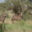 Tsavo, Kea - Zebry