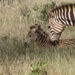 Tsavo, Kea - Zebry