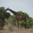 Tsavo, Kea