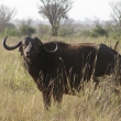 Tsavo, Kea