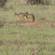 Tsavo, Kea - akali