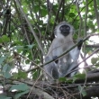 Tsavo, Kea