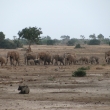 Tsavo, Kea - Sloni