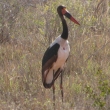 Tsavo, Kea