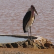 Tsavo, Kea - Marabu