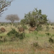 Tsavo, Kea - Zebry