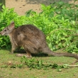 Zoo Wien